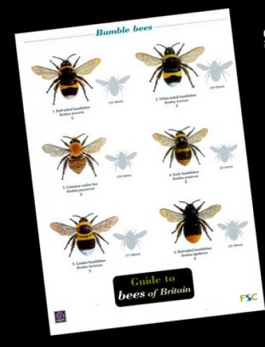 Guide to Bees of Britain