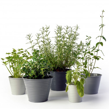 Sophie Conran Ombre Plant Pots Grey (Set of 5)