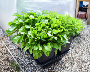 Quadgrow Root Veg Planter