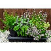 Herbgrow Planter 