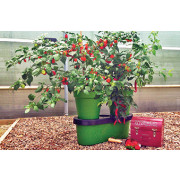 Duogrow Holiday Proof Planter