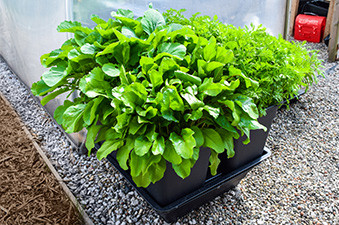 Quadgrow Root Veg Planter