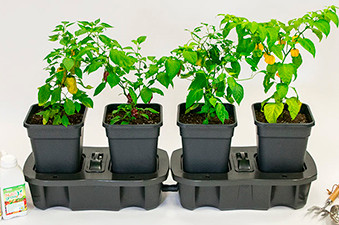 Quadgrow Self-Watering Planter - Best Seller