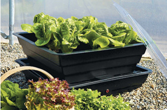 Salad & Veg Planter