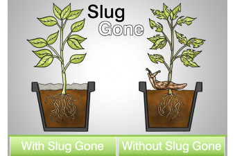 Slug Gone - Organic Slug Pellets