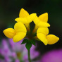 Bee Mix Seed Tin 