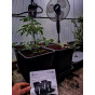 Quadgrow Root Veg Planter