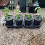 Quadgrow Add-Ons