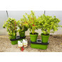 2x Duogrow Self-Watering Vegetable Planters 