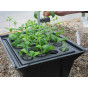 Hydropod Cuttings Propagator - available heated or unheated