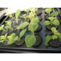 Hydropod Cuttings Propagator - available heated or unheated