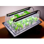 Hydropod 40 cuttings with lights