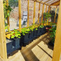 Quadgrow Self Watering Planter 