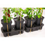 Quadgrow Mulch Cap & Cane Support Kit