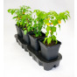 Quadgrow Mulch Cap & Cane Support Kit