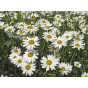 Shade Mix Seed Tin