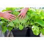 Quadgrow Root Veg Planter