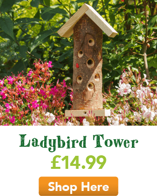 Original Ladybird Tower